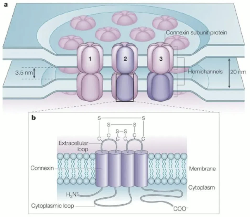 Diagram of connexin subunits forming a gap-junction channel across two cell membranes