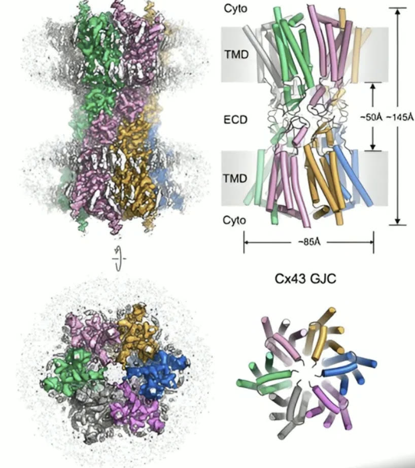 Structure of the Cx43 gap-junction channel mapped by cryo-EM